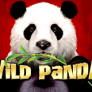 logo Wild Panda